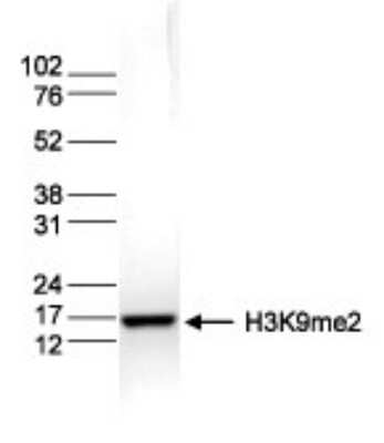 Western Blot: Histone H3 [Dimethyl Lys9] Antibody [NBP2-59200]